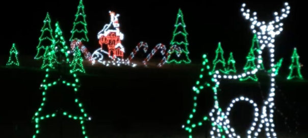 Stag and Christmas Trees lighted scene